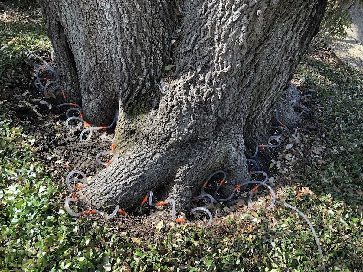 Detailed Tree Cabling and Bracing job site in Ojibwa