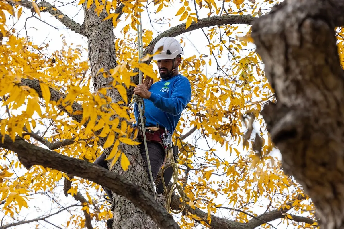 Skilled Tree Pruning crew working in Ojibwa